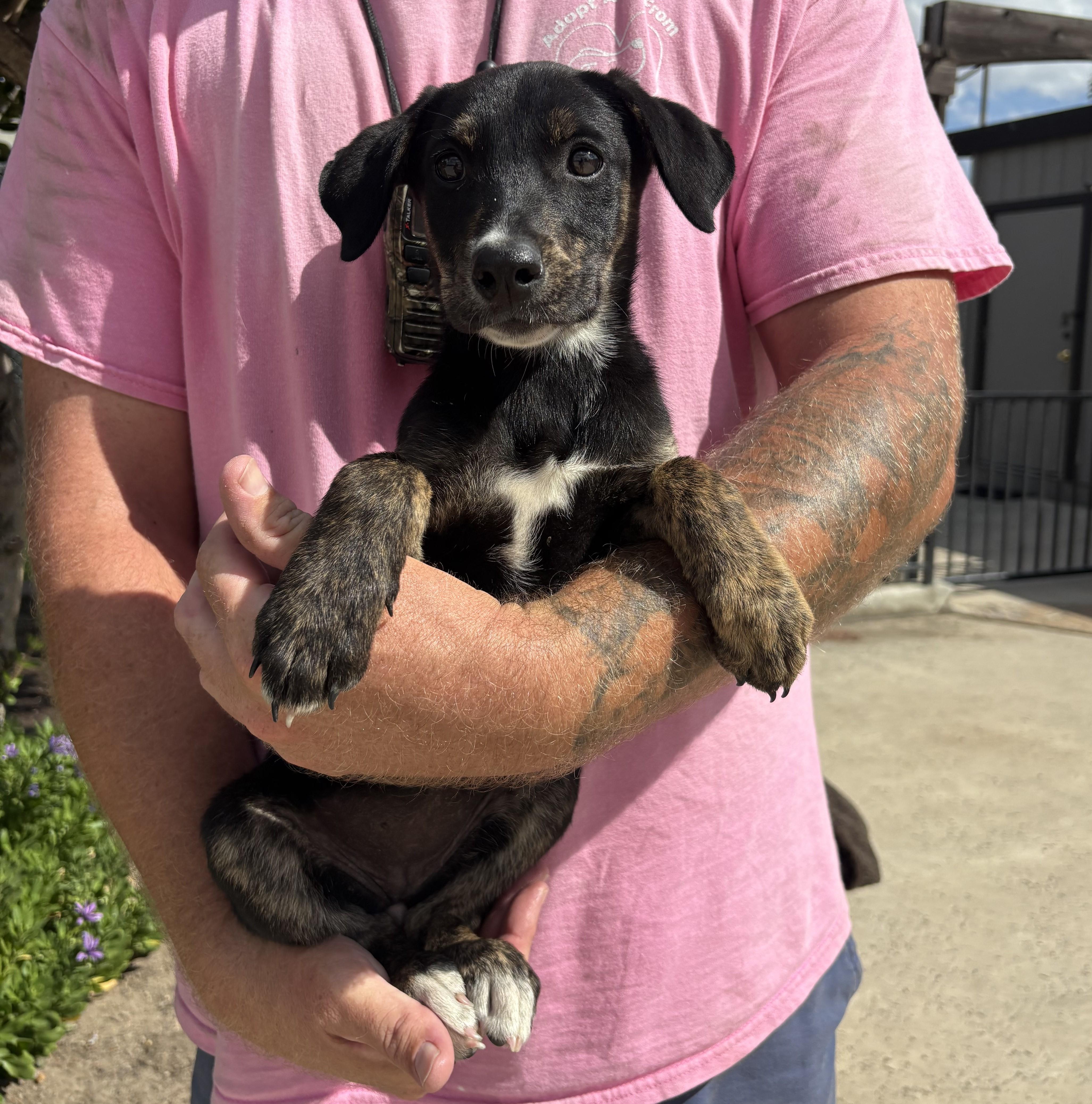 Enlarge Clover, a Adoptable mixed breed in Lathrop, CA image 1/1