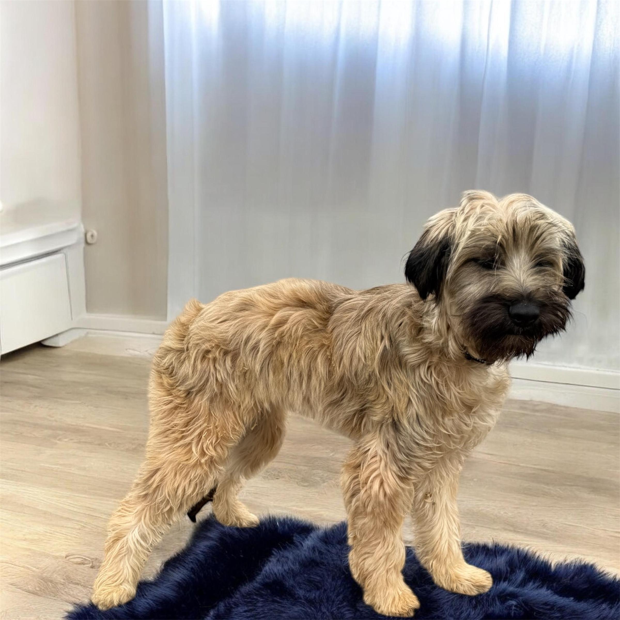 Enlarge Martina, an adopted mixed breed in South Saint Paul, MN image 2/4