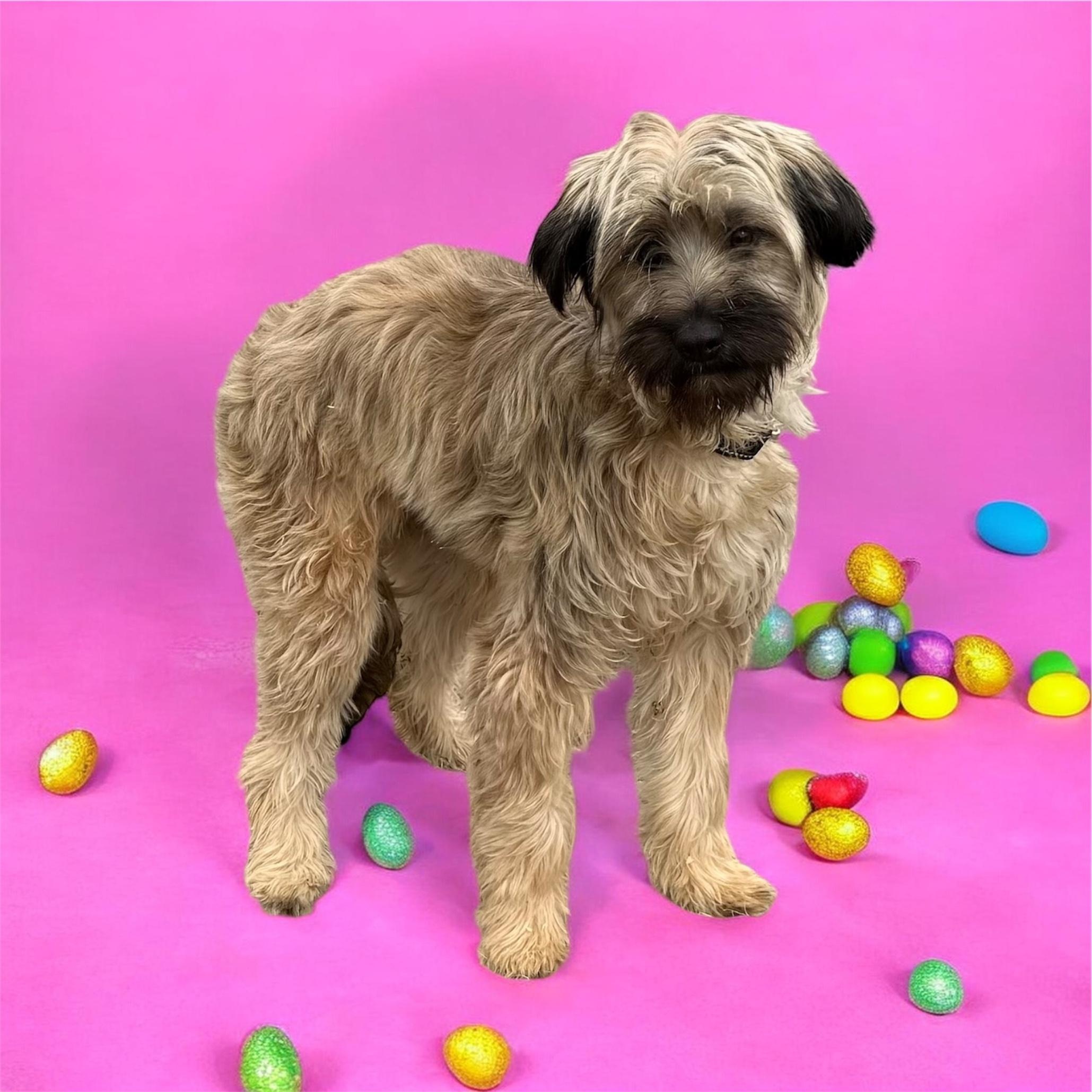 Martina, adopted, Puppy Female Schnauzer & Poodle.
