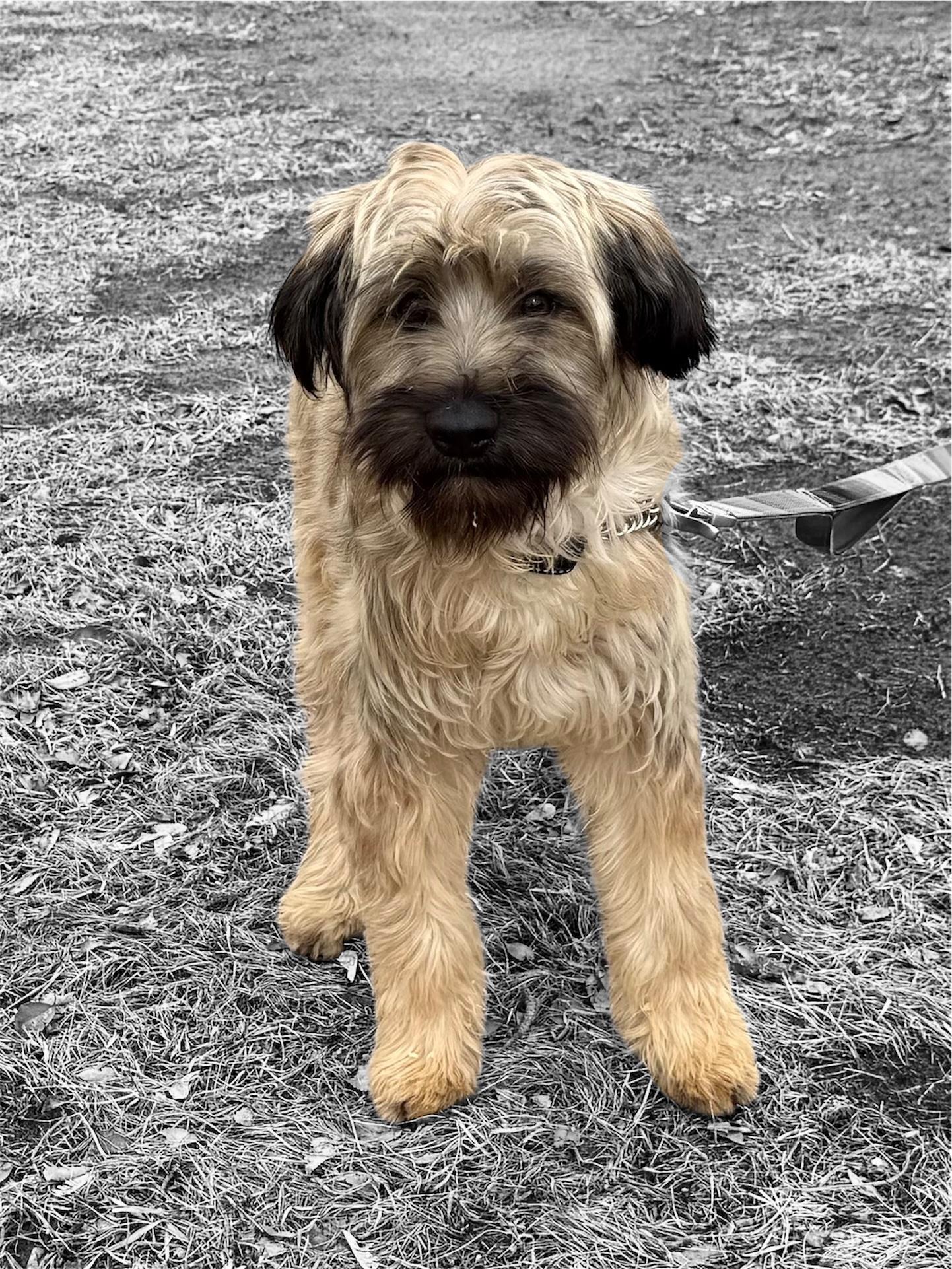 Enlarge Martina, an adopted mixed breed in South Saint Paul, MN image 4/4