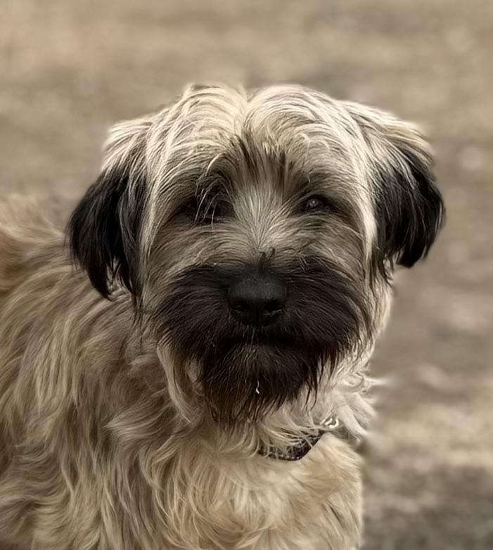 Enlarge Martina, an adopted mixed breed in South Saint Paul, MN image 3/4