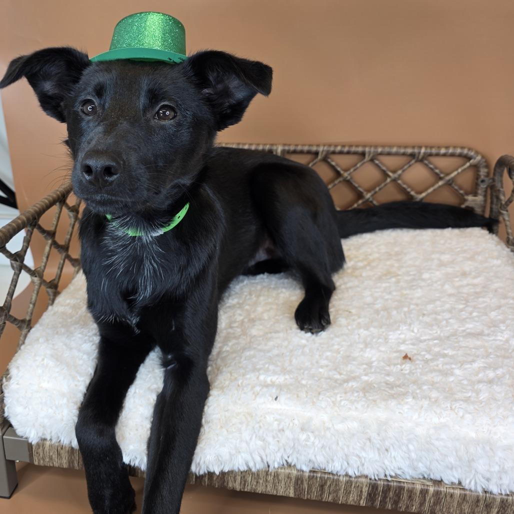 Pickles, Adoptable, Young Male Pomeranian & Shepherd.