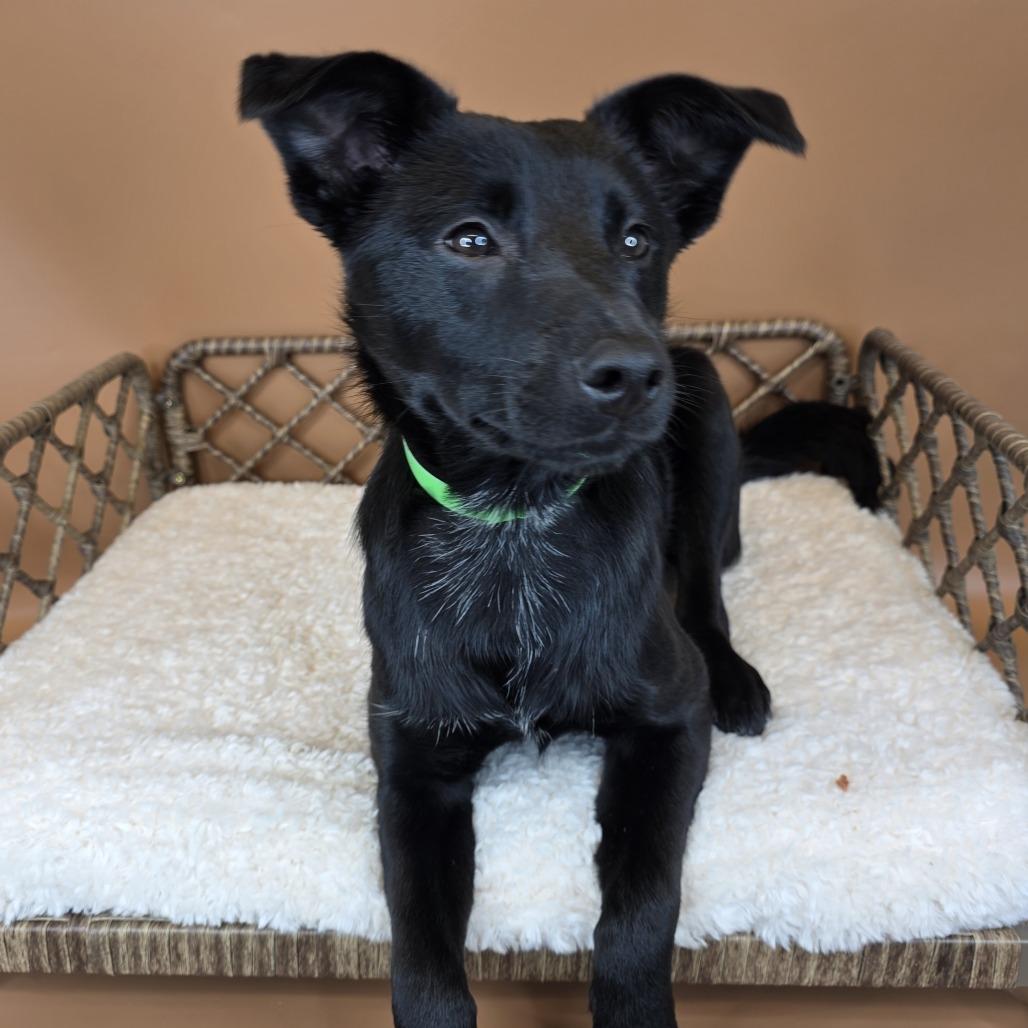 Enlarge Pickles, a Adoptable mixed breed in Fort Wayne, IN image 2/6