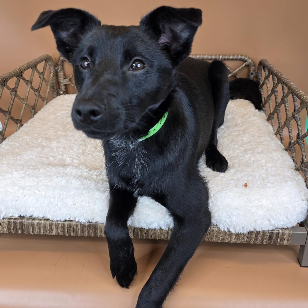 Enlarge Pickles, a Adoptable mixed breed in Fort Wayne, IN image 3/6
