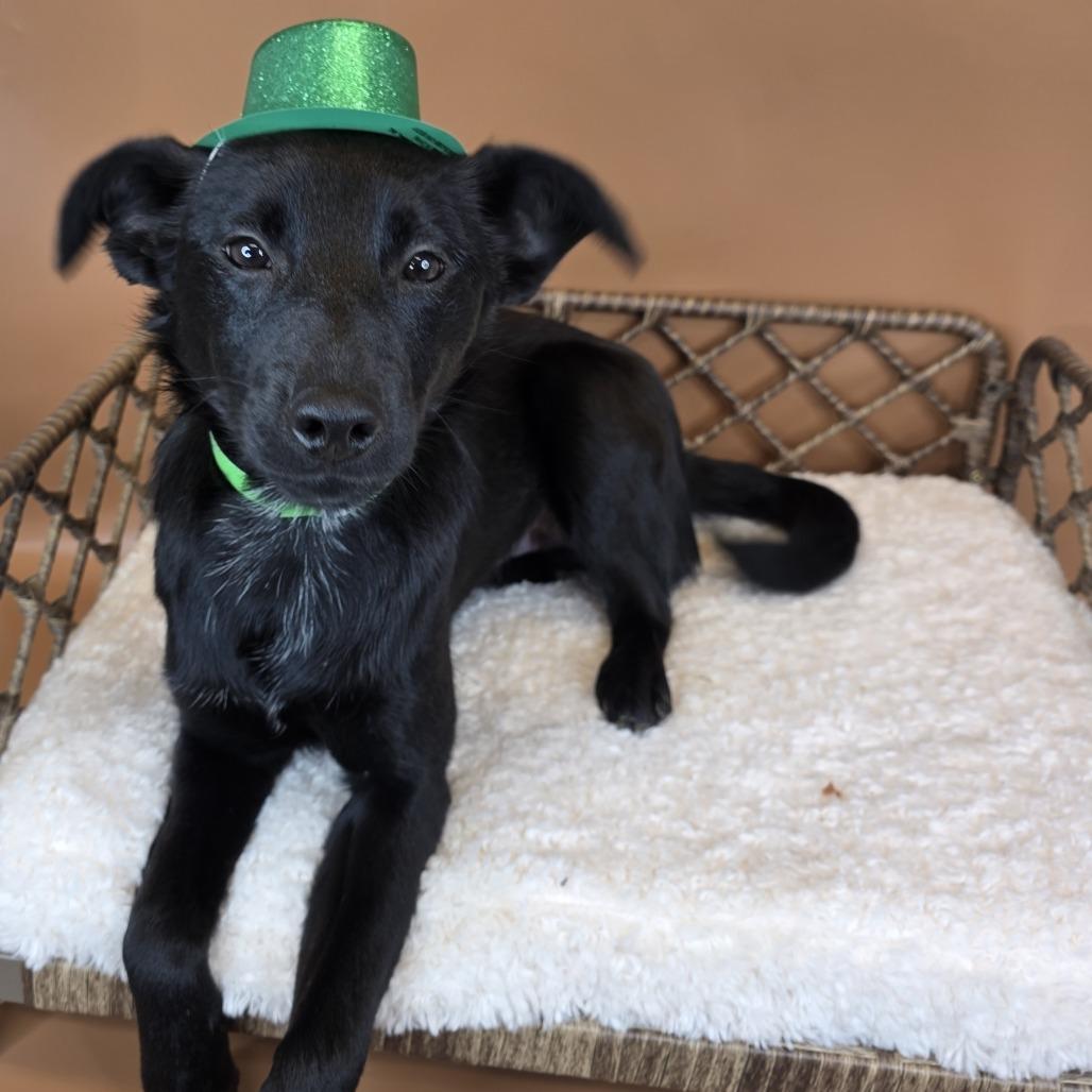Enlarge Pickles, a Adoptable mixed breed in Fort Wayne, IN image 4/6