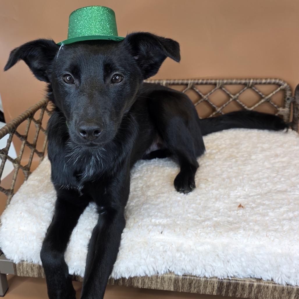 Enlarge Pickles, a Adoptable mixed breed in Fort Wayne, IN image 5/6
