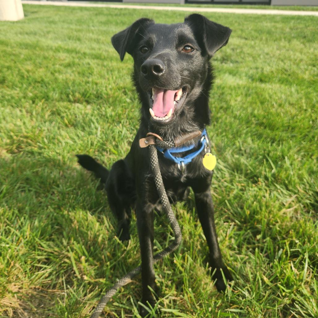 Enlarge Pickles, a Adoptable mixed breed in Fort Wayne, IN image 6/6