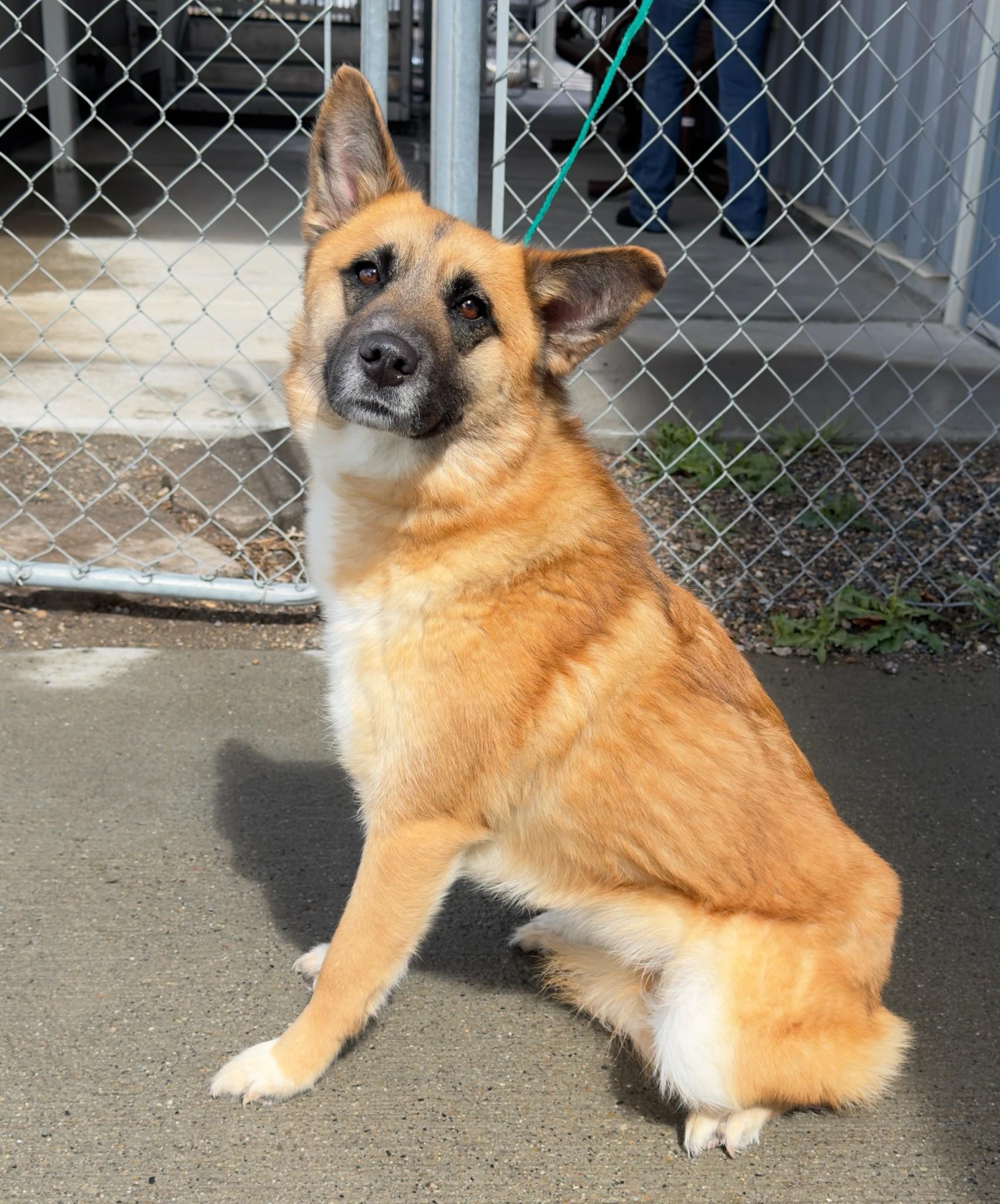 60730440, adopted, Adult Female Shepherd.