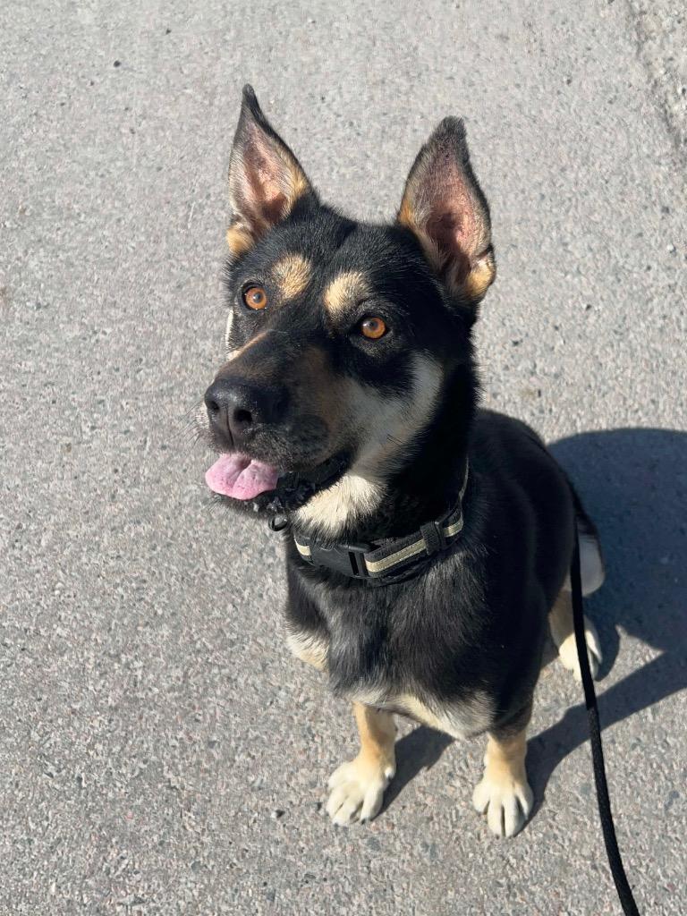 Minnow, a Adoptable mixed breed in Yellowknife, NT image 1/4