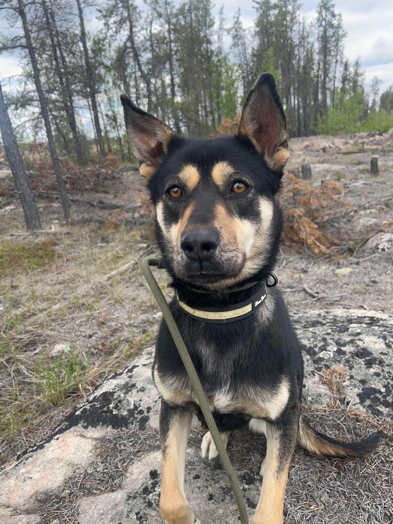 Enlarge Minnow, a Adoptable mixed breed in Yellowknife, NT image 1/6