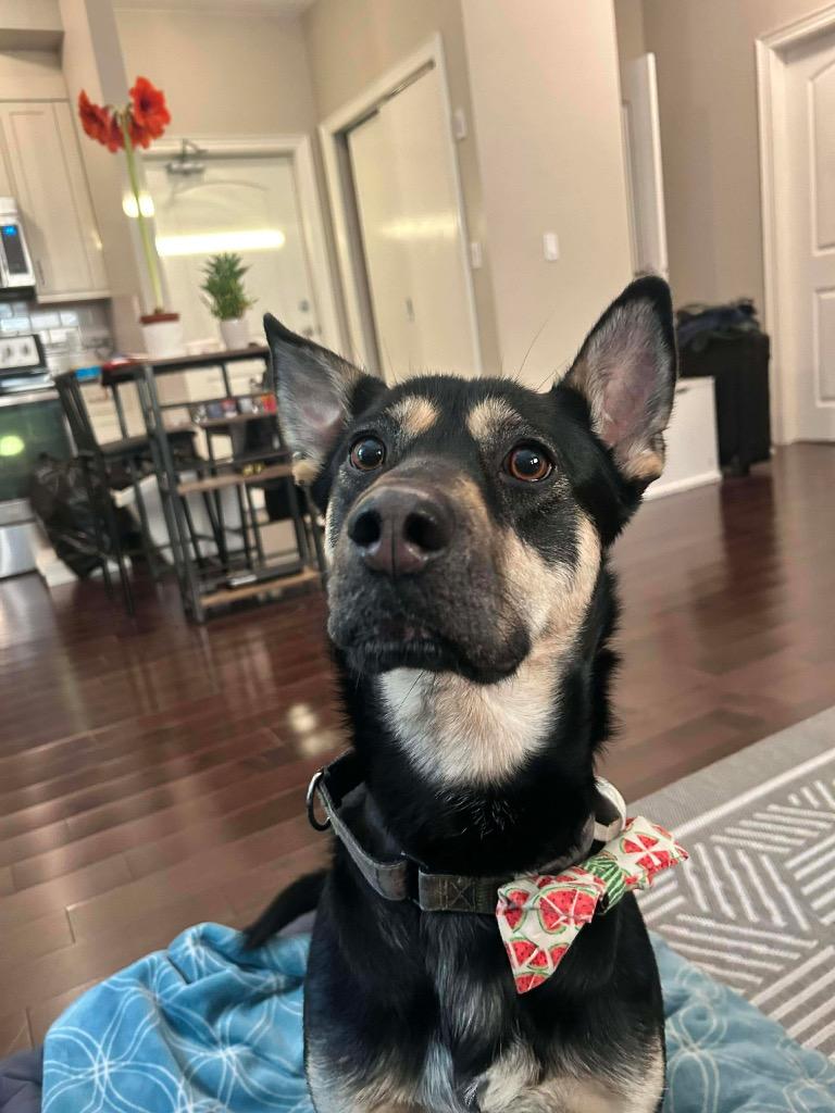 Minnow, Adoptable, Young Female Shepherd & Husky.