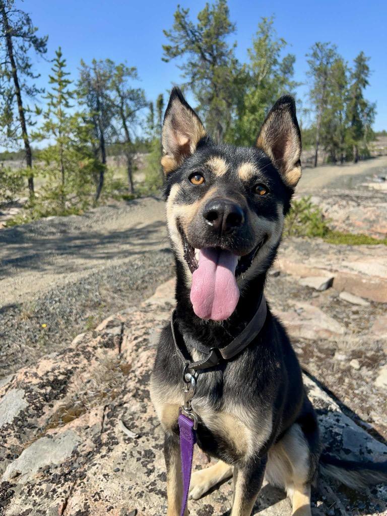 Minnow, a Adoptable mixed breed in Yellowknife, NT image 2/4