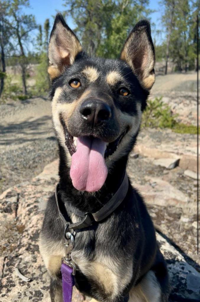 Minnow, a Adoptable mixed breed in Yellowknife, NT image 3/4