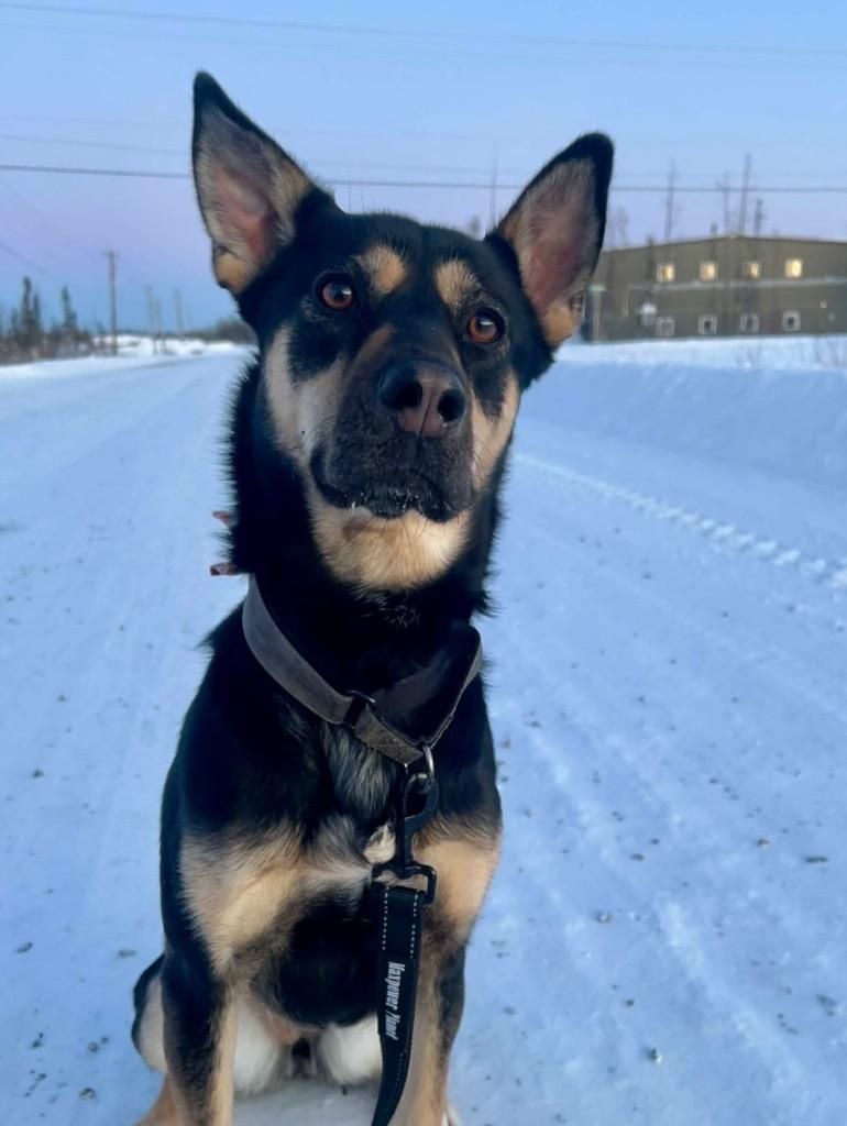 Minnow, a Adoptable mixed breed in Yellowknife, NT image 3/5