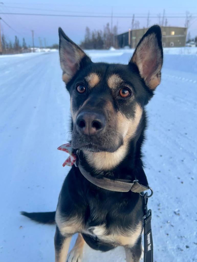 Minnow, a Adoptable mixed breed in Yellowknife, NT image 4/5
