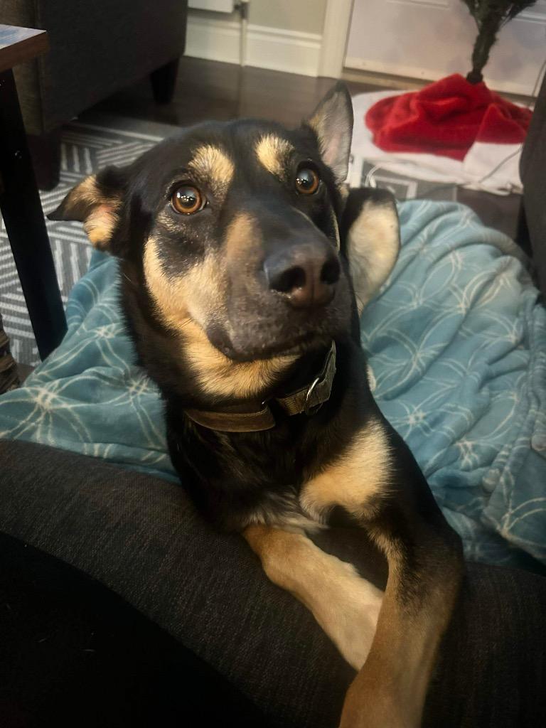 Minnow, Adoptable, Young Female Shepherd & Husky.