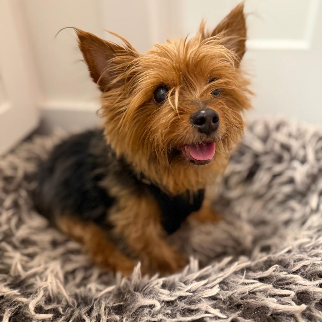 Piggy smalls *medical adoption photo