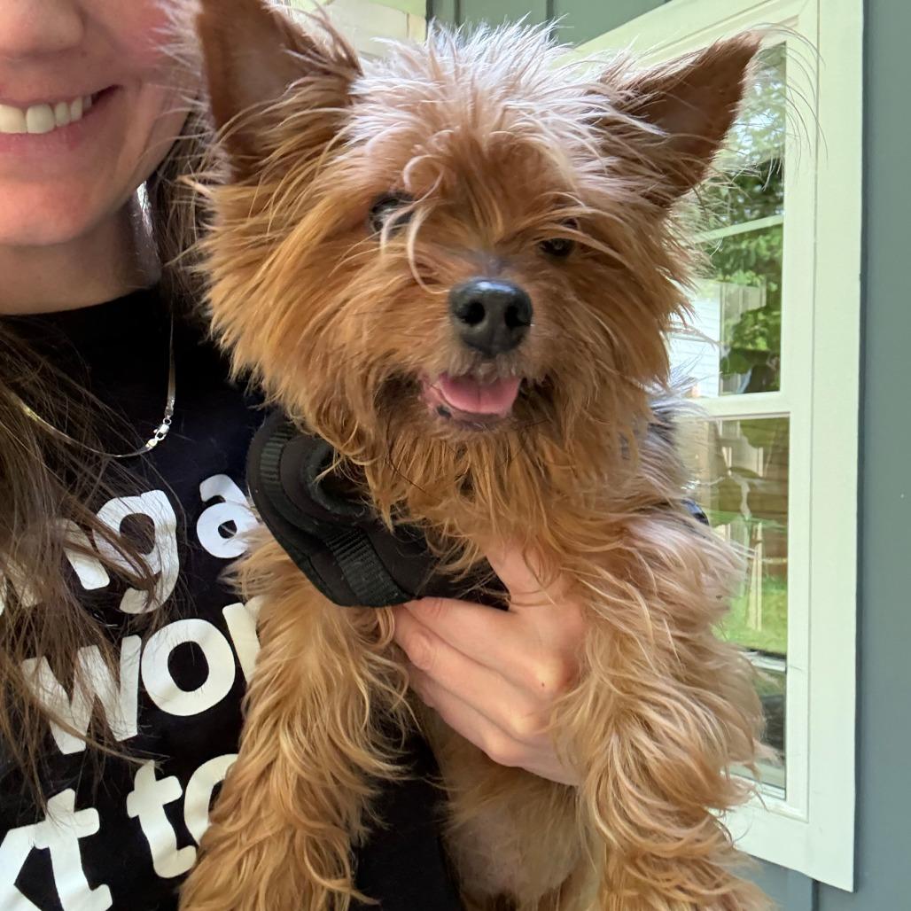 Enlarge Piggy smalls *medical adoption, a Adoptable Yorkshire Terrier in Hillsborough, NC image 2/5