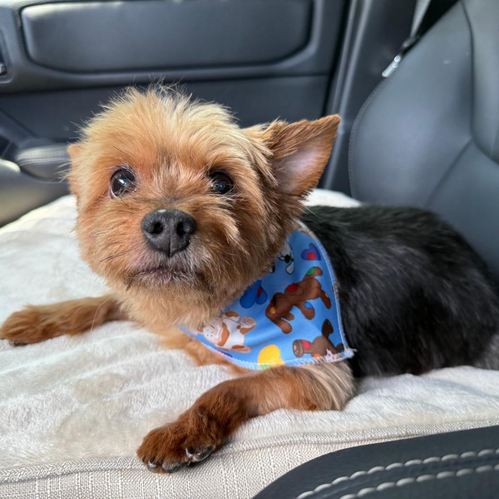 Enlarge Piggy smalls *medical adoption, a Adoptable Yorkshire Terrier in Hillsborough, NC image 3/5