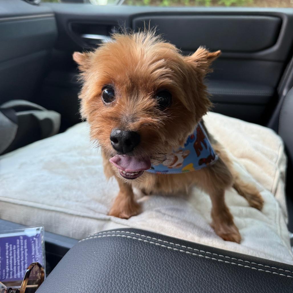 Enlarge Piggy smalls *medical adoption, a Adoptable Yorkshire Terrier in Hillsborough, NC image 4/5