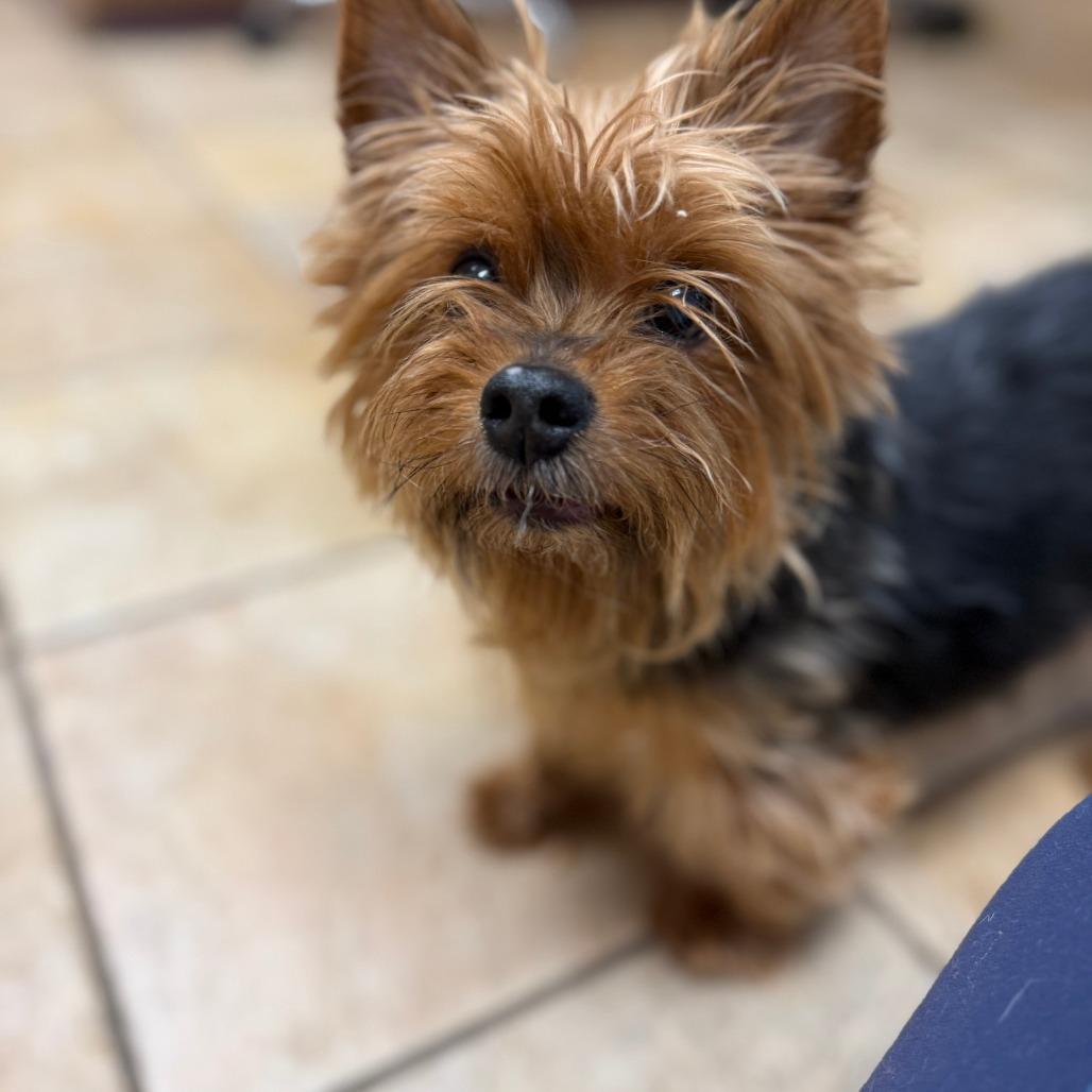 Enlarge Piggy smalls *medical adoption, a Adoptable Yorkshire Terrier in Hillsborough, NC image 5/5