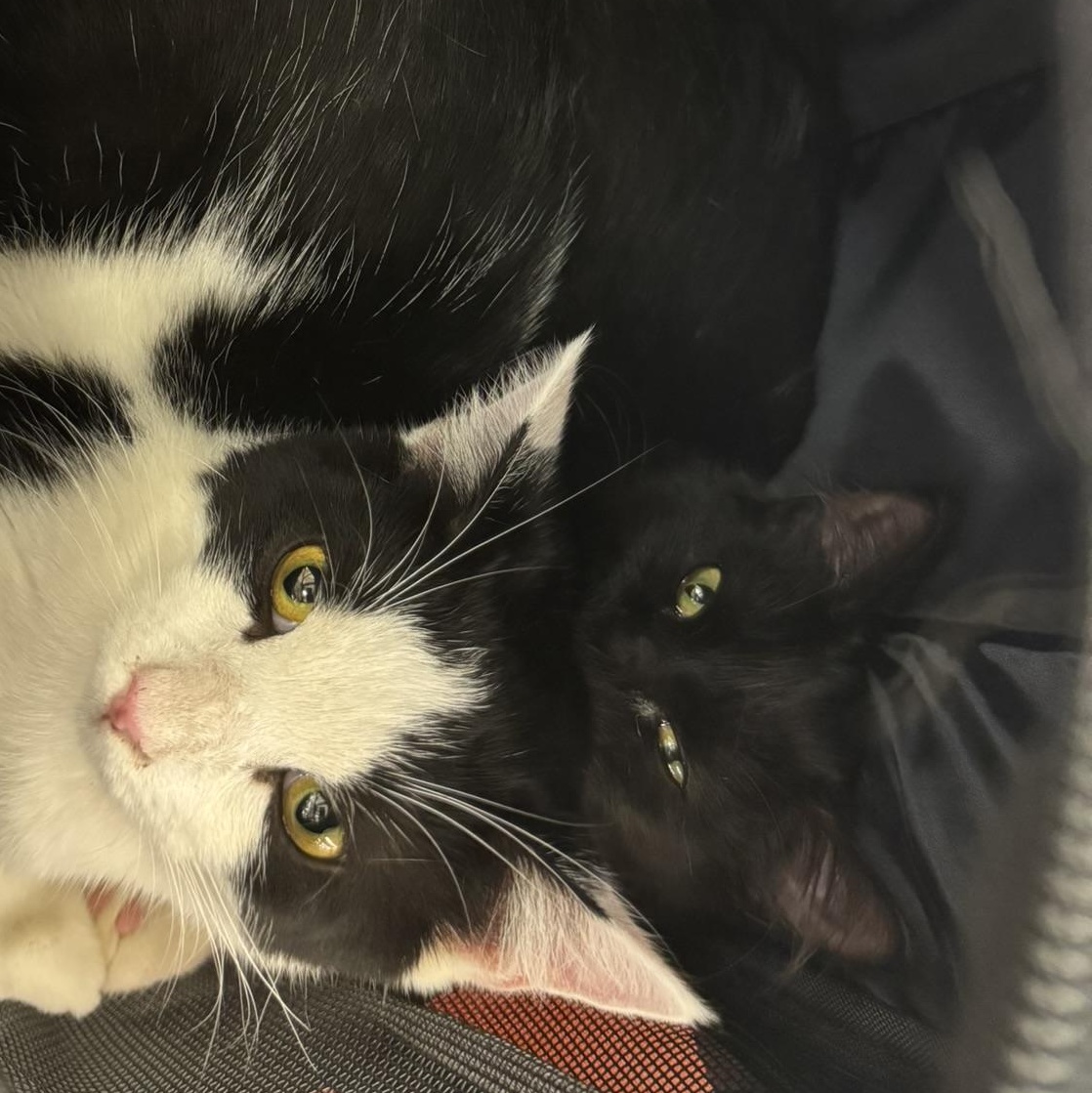 Enlarge Lewisa, a Adoptable Domestic Medium Hair in Morgantown, WV image 2/4