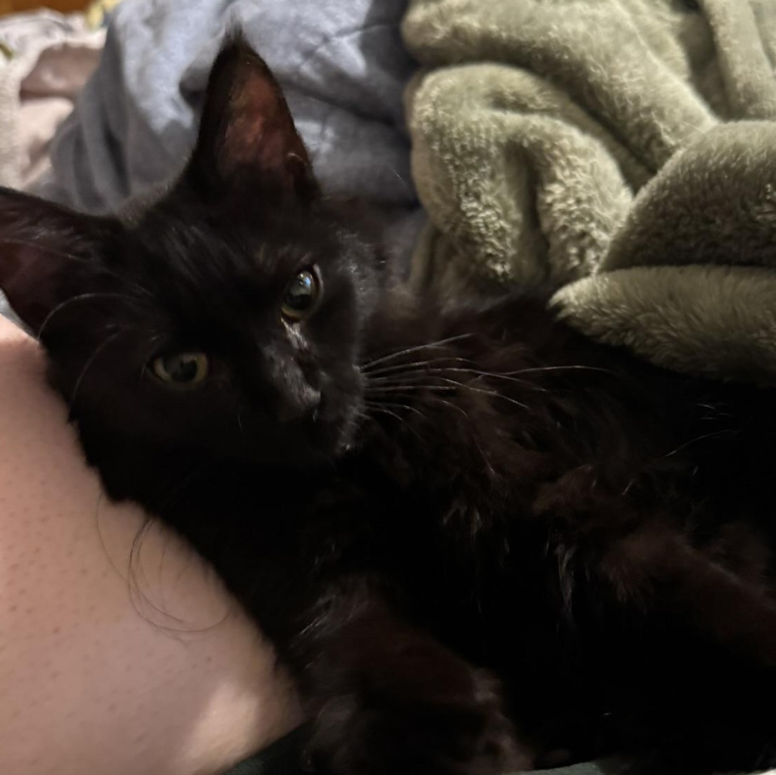 Enlarge Lewisa, a Adoptable Domestic Medium Hair in Morgantown, WV image 3/4