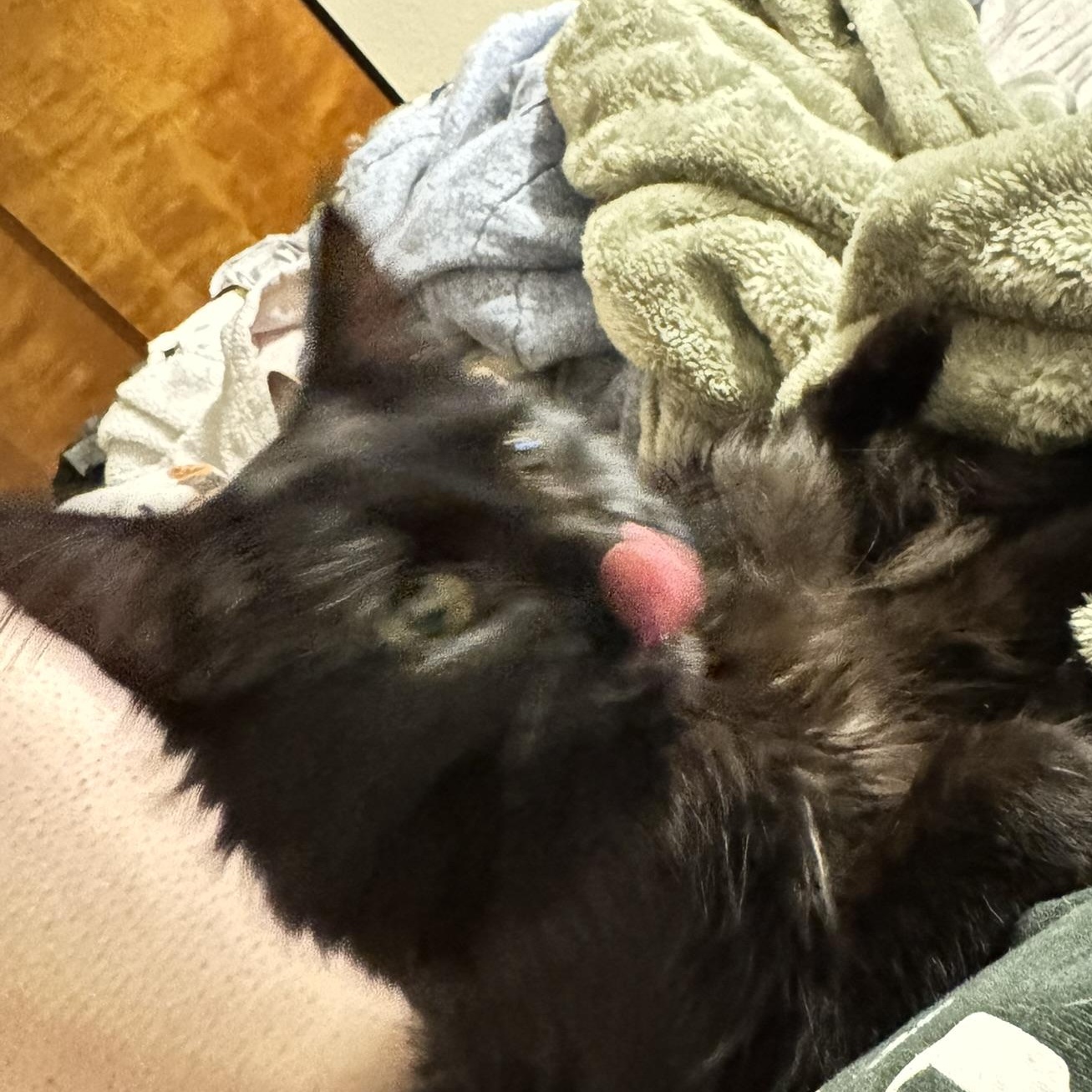 Enlarge Lewisa, a Adoptable Domestic Medium Hair in Morgantown, WV image 4/4