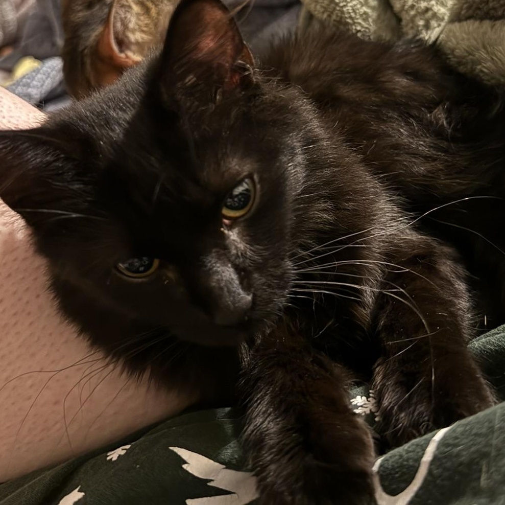 Lewisa, Adoptable, Young Female Domestic Medium Hair.