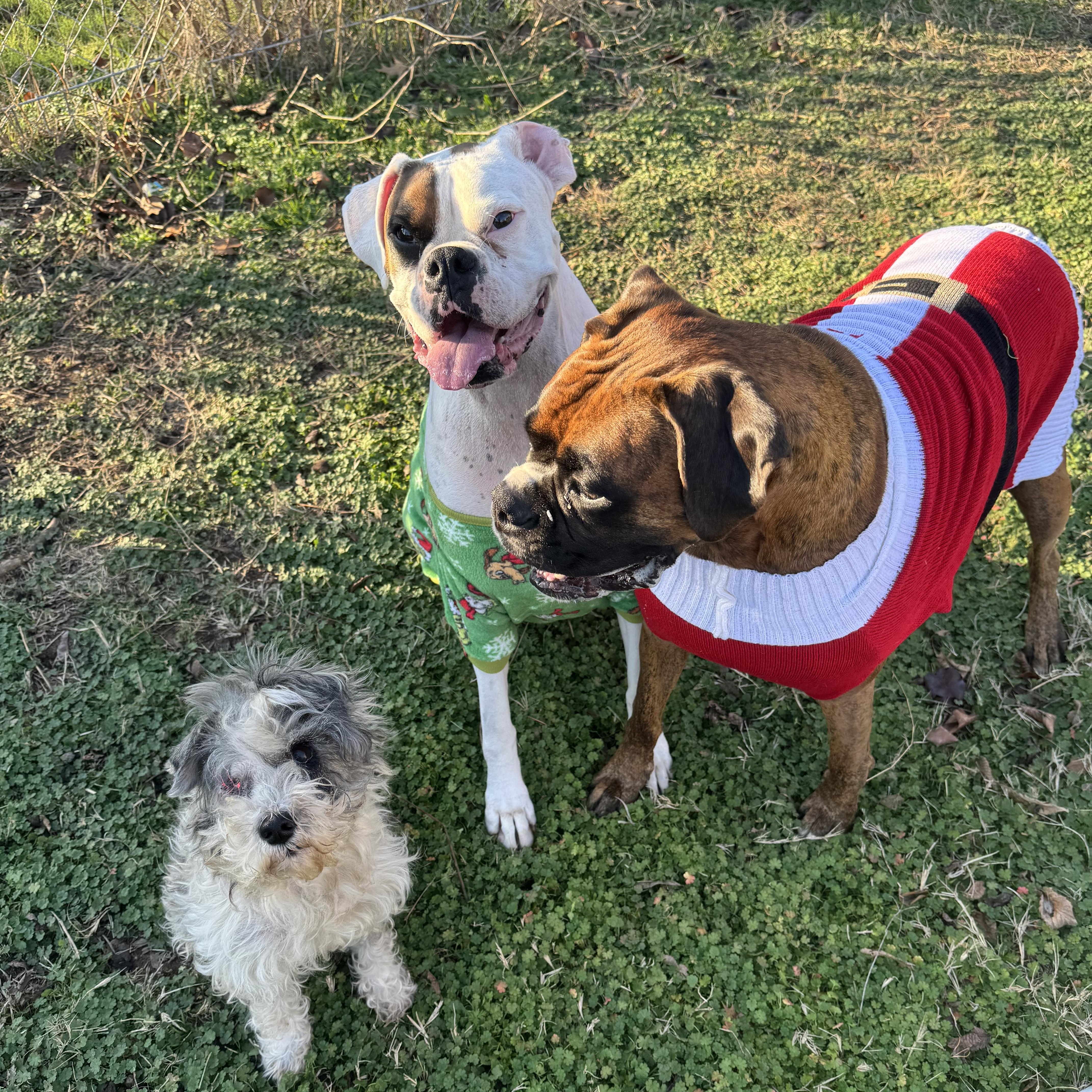Pinky , ADOPTABLE, Adult Female Miniature Schnauzer & Poodle.