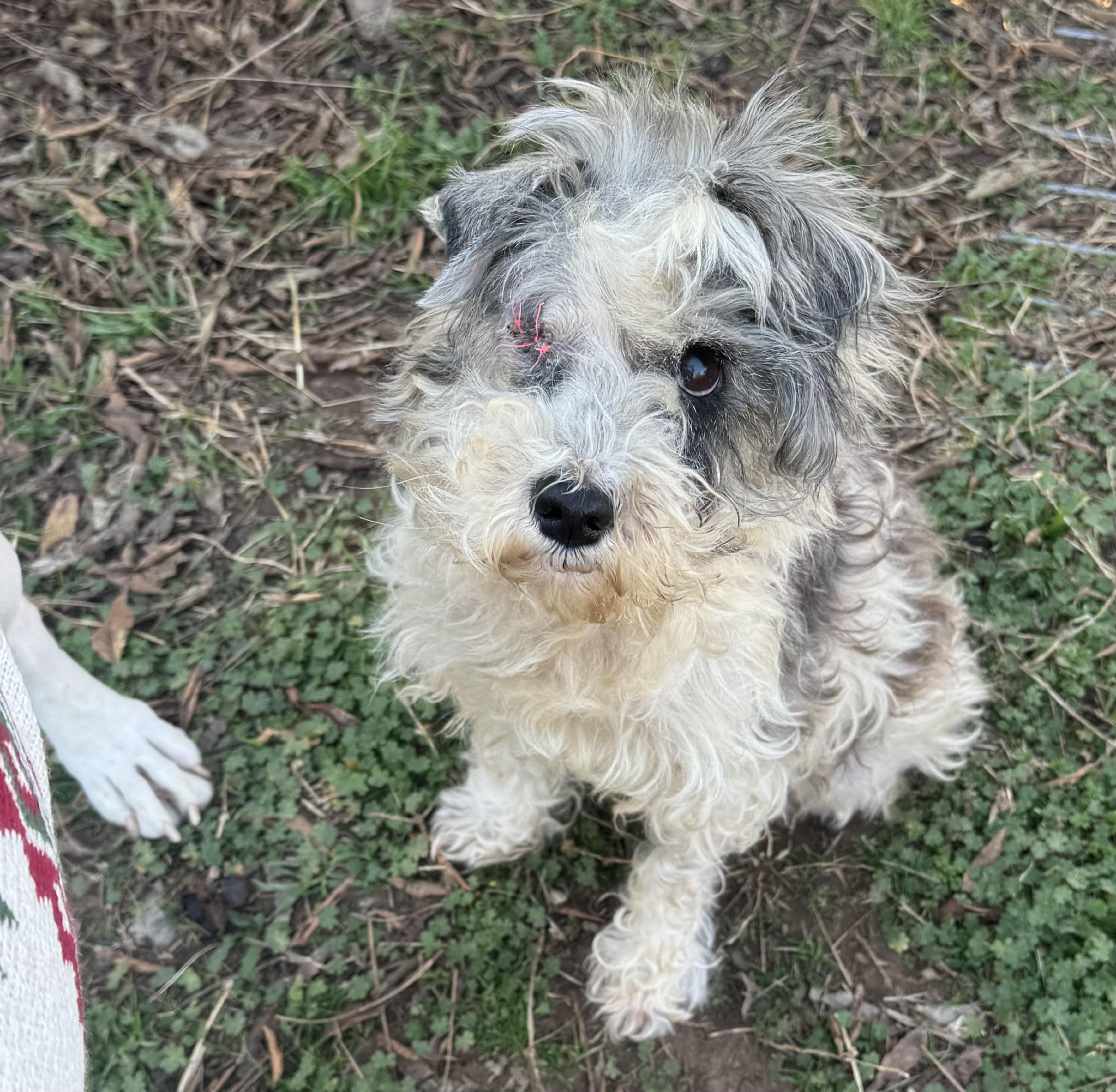 Enlarge Pinky , a ADOPTABLE mixed breed in Cushing, OK image 3/3