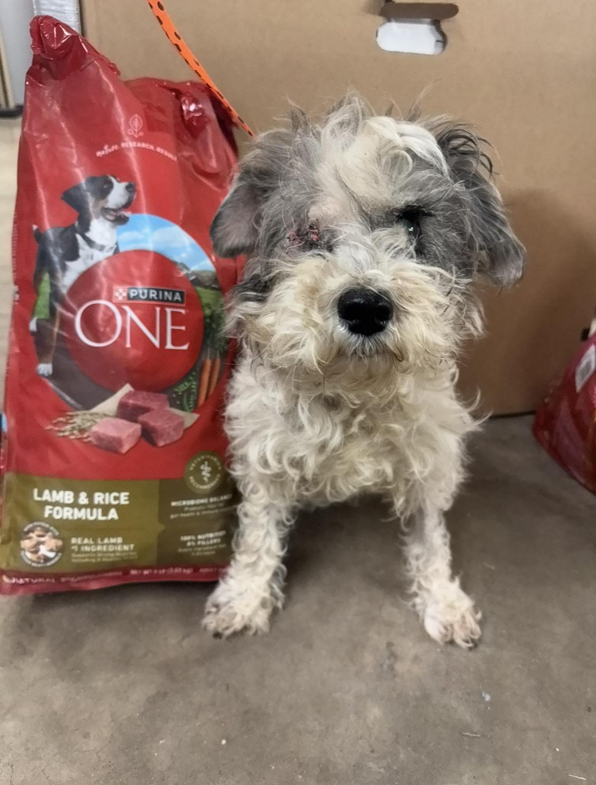 Enlarge Pinky , a ADOPTABLE mixed breed in Cushing, OK image 2/3