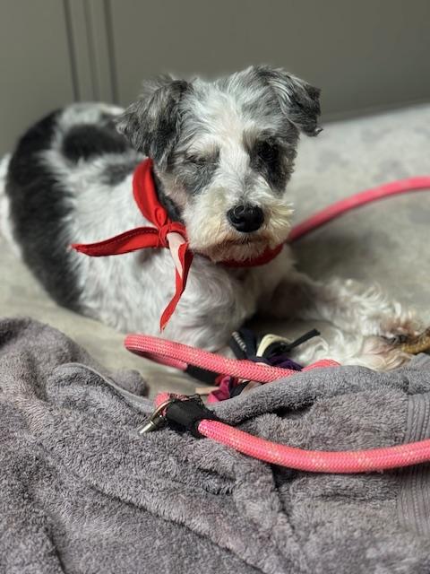 Enlarge Pinky , a ADOPTABLE mixed breed in Cushing, OK image 2/2