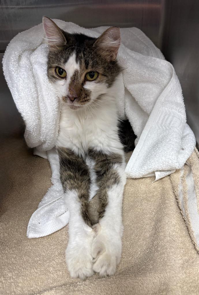 Shenandoah, Adoptable, Adult Female Domestic Medium Hair.