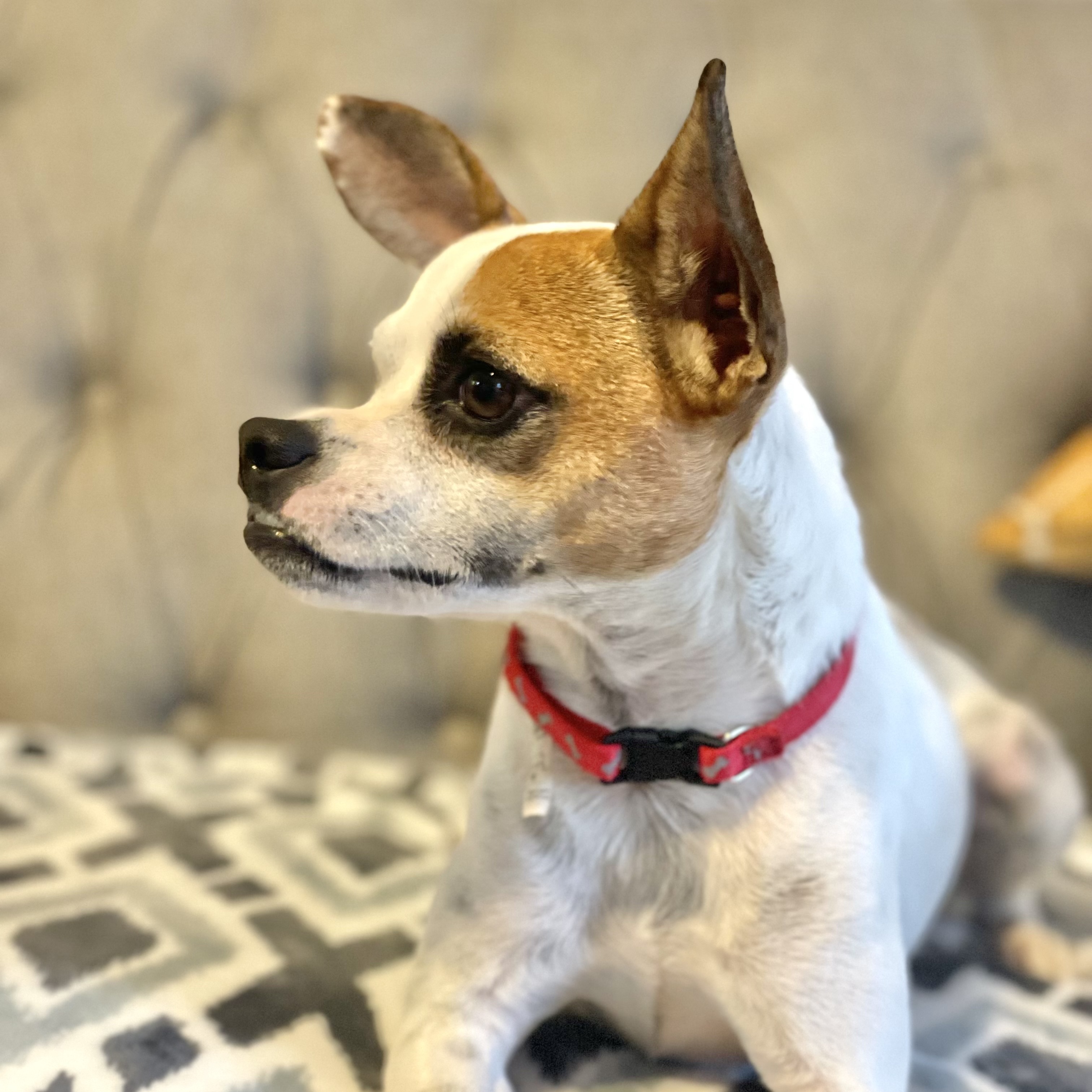 Dog for adoption ACE, a Jack Russell Terrier & Chihuahua Mix in