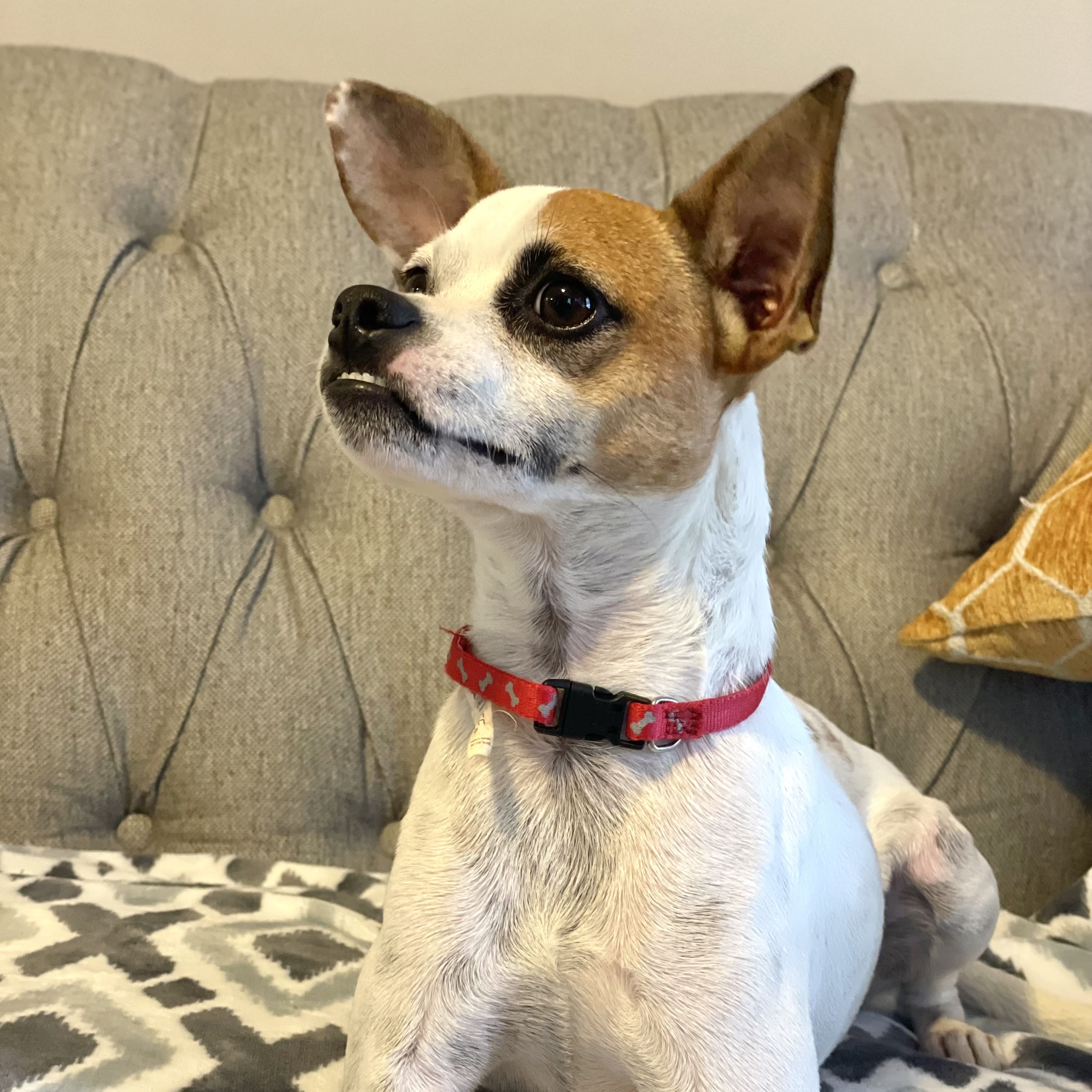 Dog for adoption ACE, a Jack Russell Terrier & Chihuahua Mix in