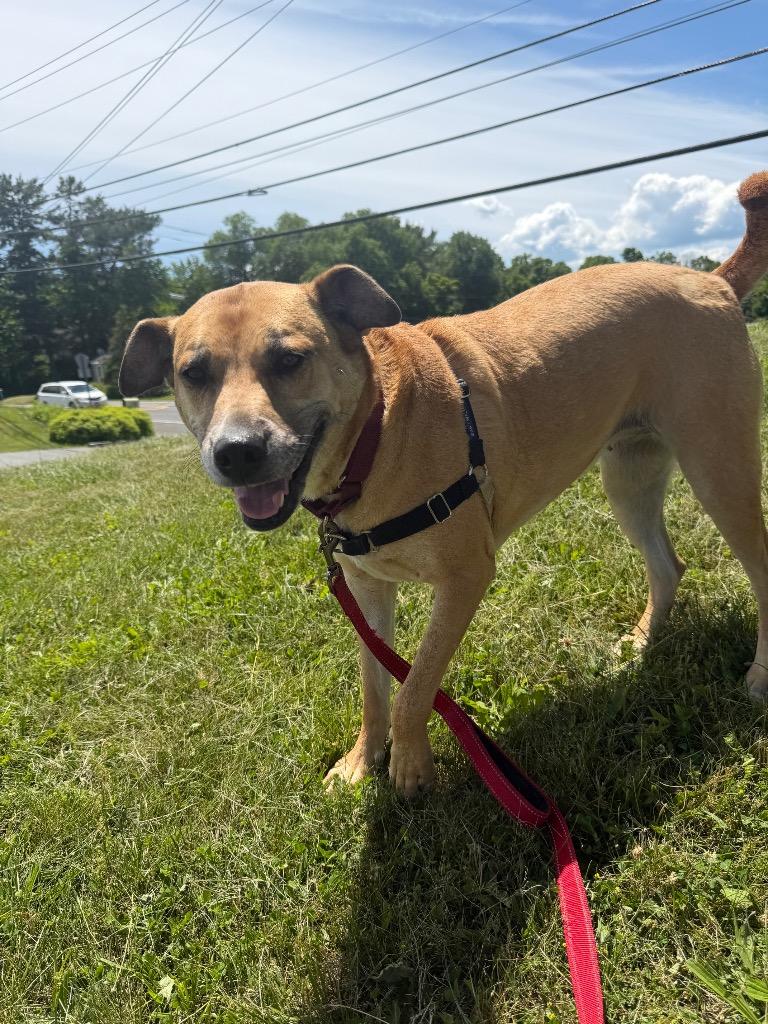 Amara, a Adoptable mixed breed in Hyde Park, NY image 1/6