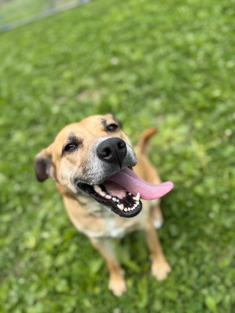Amara, a Adoptable mixed breed in Hyde Park, NY image 2/6