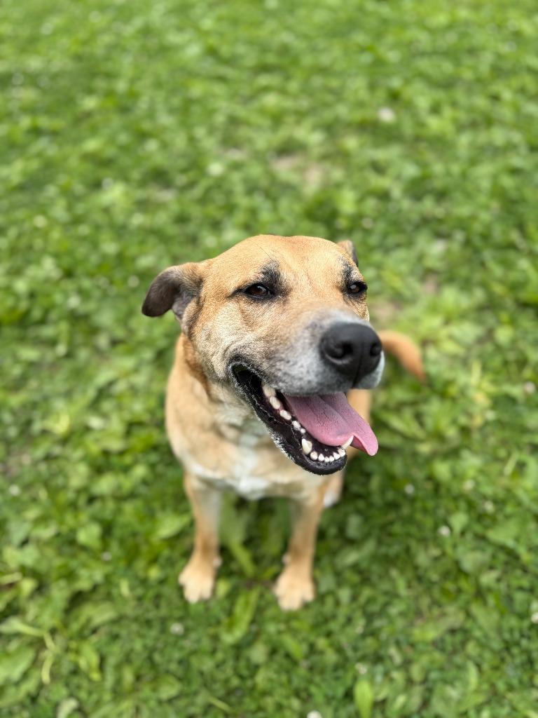 Amara, a Adoptable mixed breed in Hyde Park, NY image 3/6