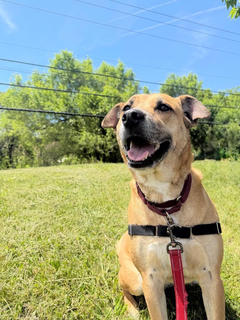 Amara, a Adoptable mixed breed in Hyde Park, NY image 4/6