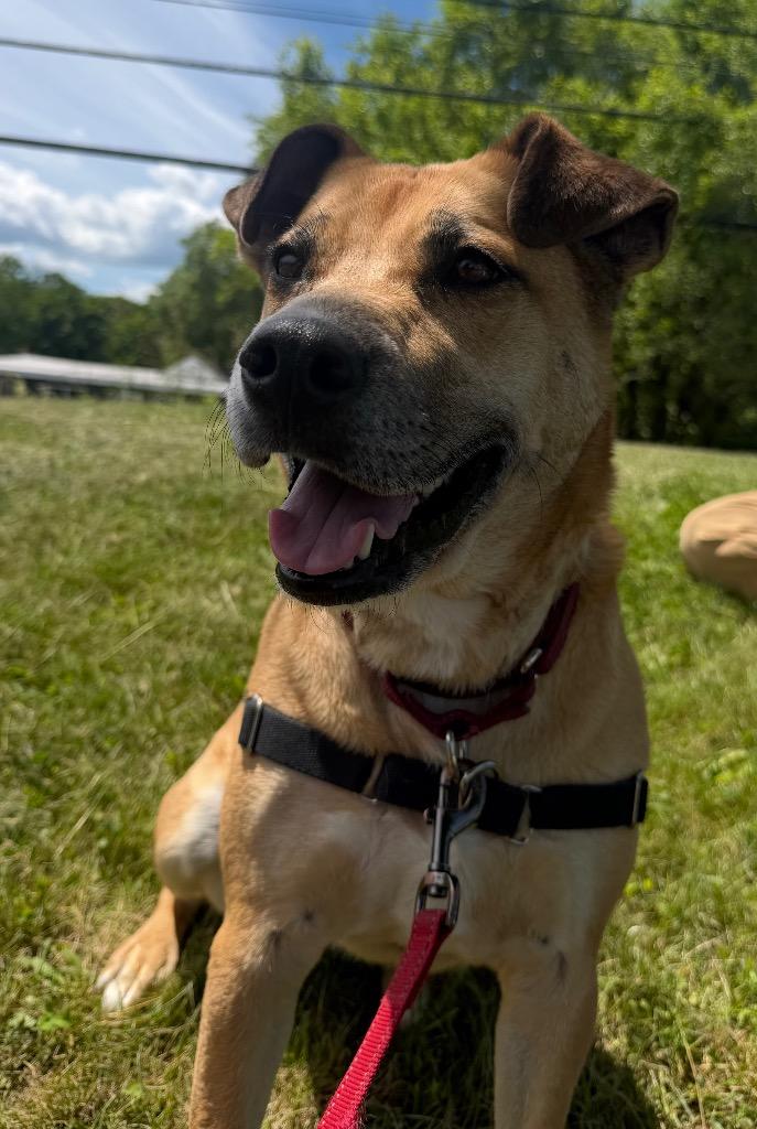 Amara, a Adoptable mixed breed in Hyde Park, NY image 5/6