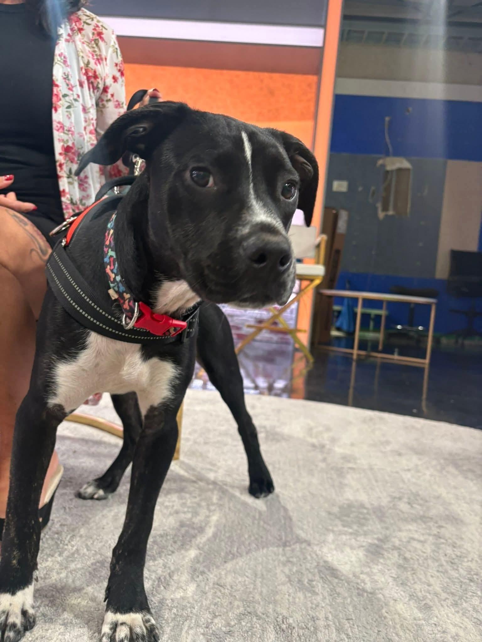 Enlarge Thanos, a Adoptable mixed breed in Conway, SC image 5/5