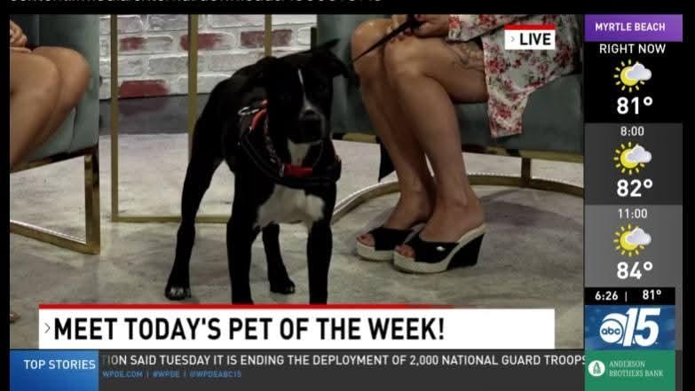 Enlarge Thanos, a Adoptable mixed breed in Conway, SC image 3/5