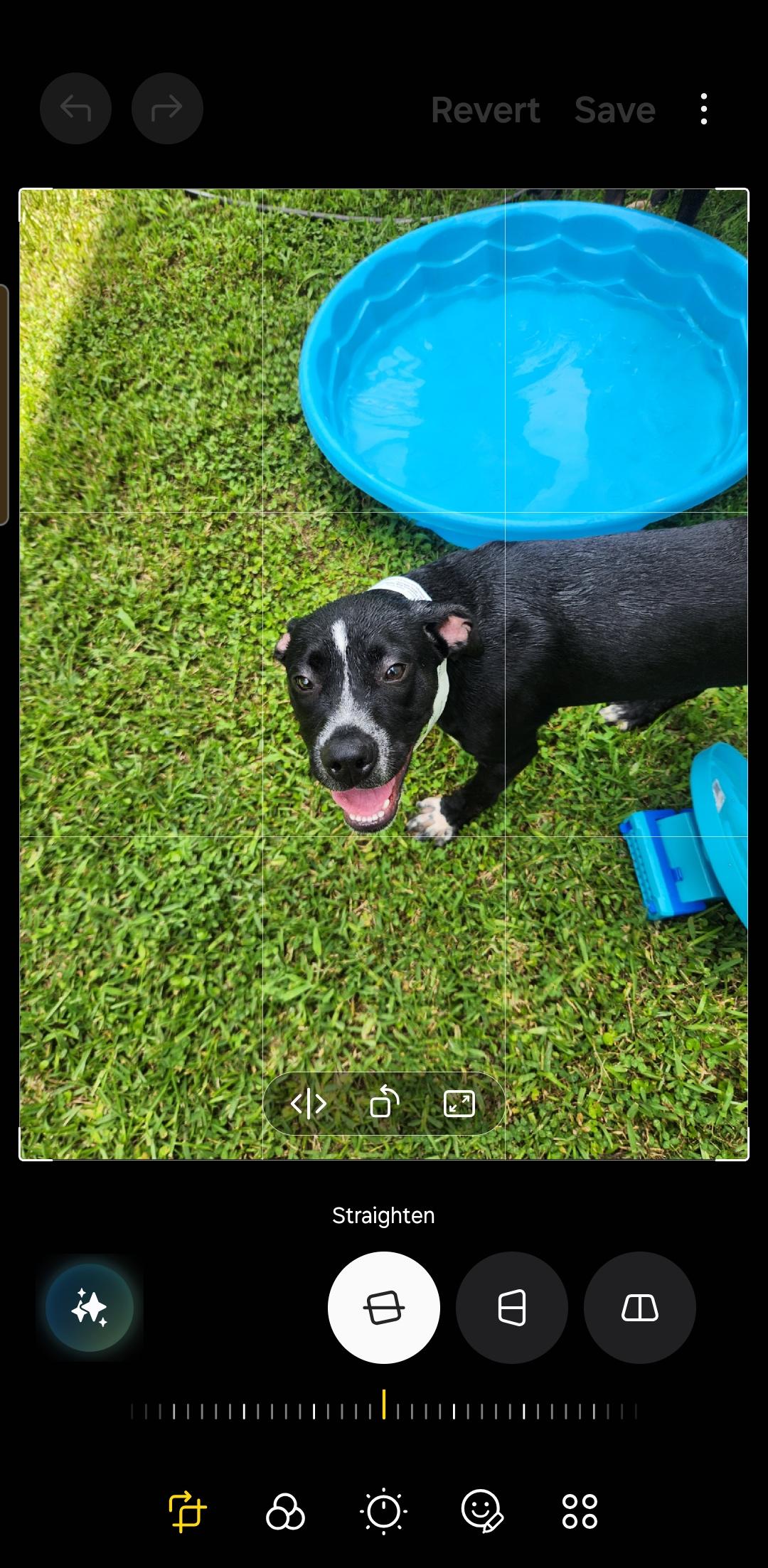 Enlarge Thanos, a Adoptable mixed breed in Conway, SC image 2/5