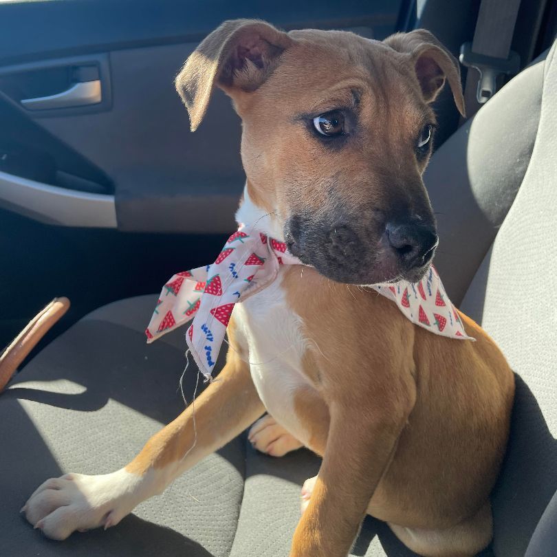 Janet, Adopted, Puppy Female Hound & American Staffordshire Terrier.