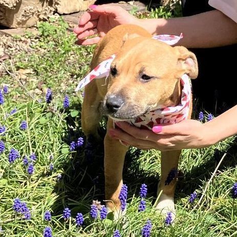 Enlarge Janet, a Adopted mixed breed in Blacksburg, VA image 2/6