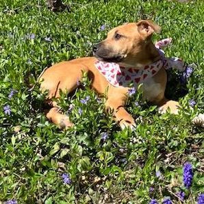 Enlarge Janet, a Adopted mixed breed in Blacksburg, VA image 3/6