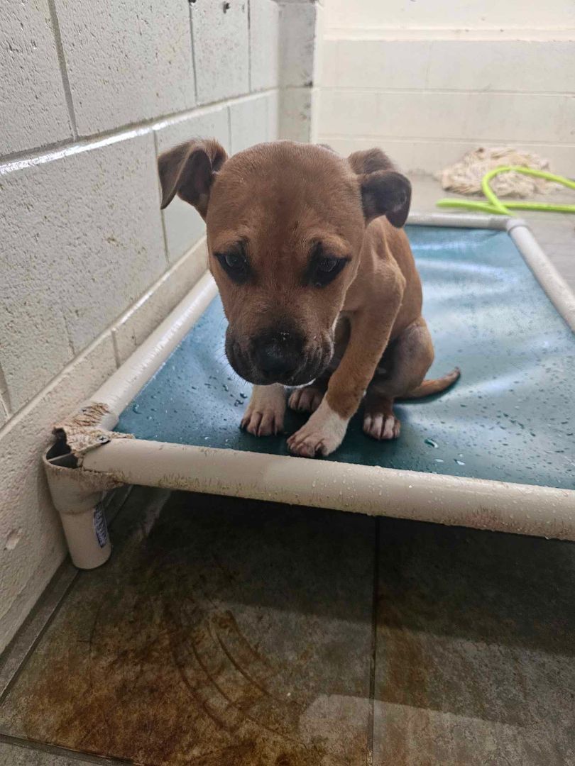 Enlarge Janet, a Adopted mixed breed in Blacksburg, VA image 4/6