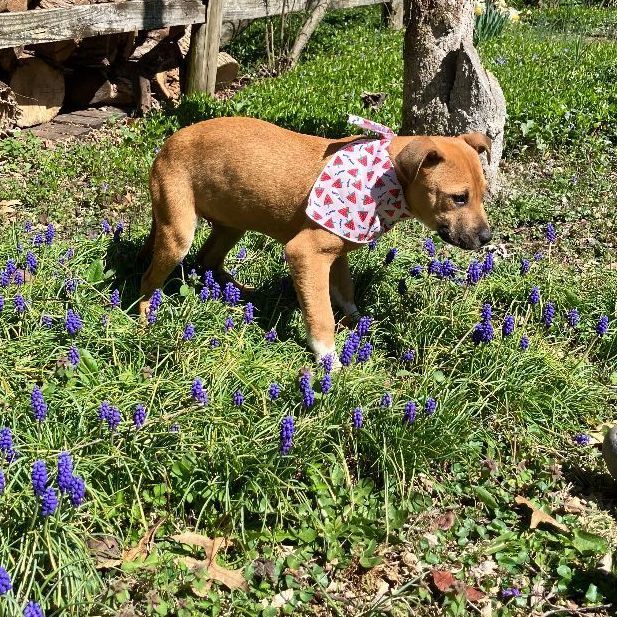 Enlarge Janet, a Adopted mixed breed in Blacksburg, VA image 5/6