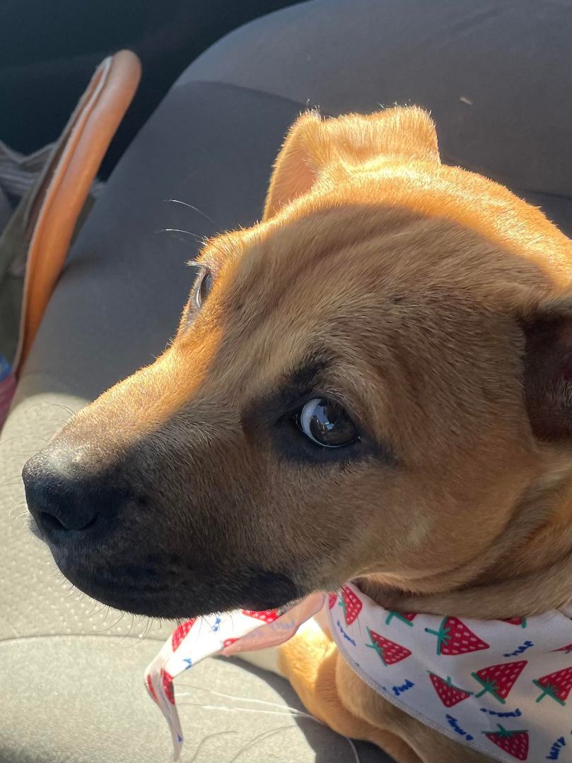 Enlarge Janet, a Adopted mixed breed in Blacksburg, VA image 6/6